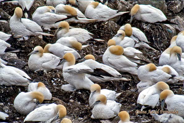 Northern-Gannets-nesting-Newfoundland
